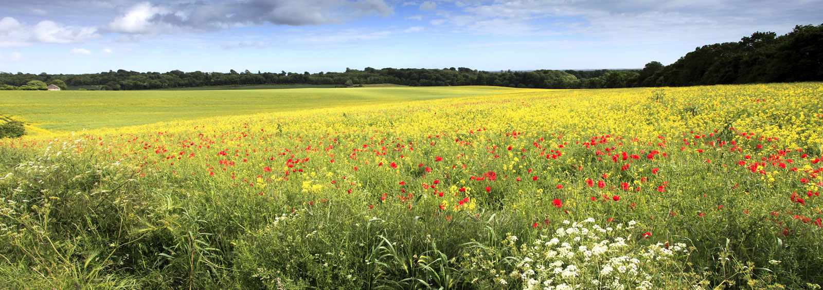 Field