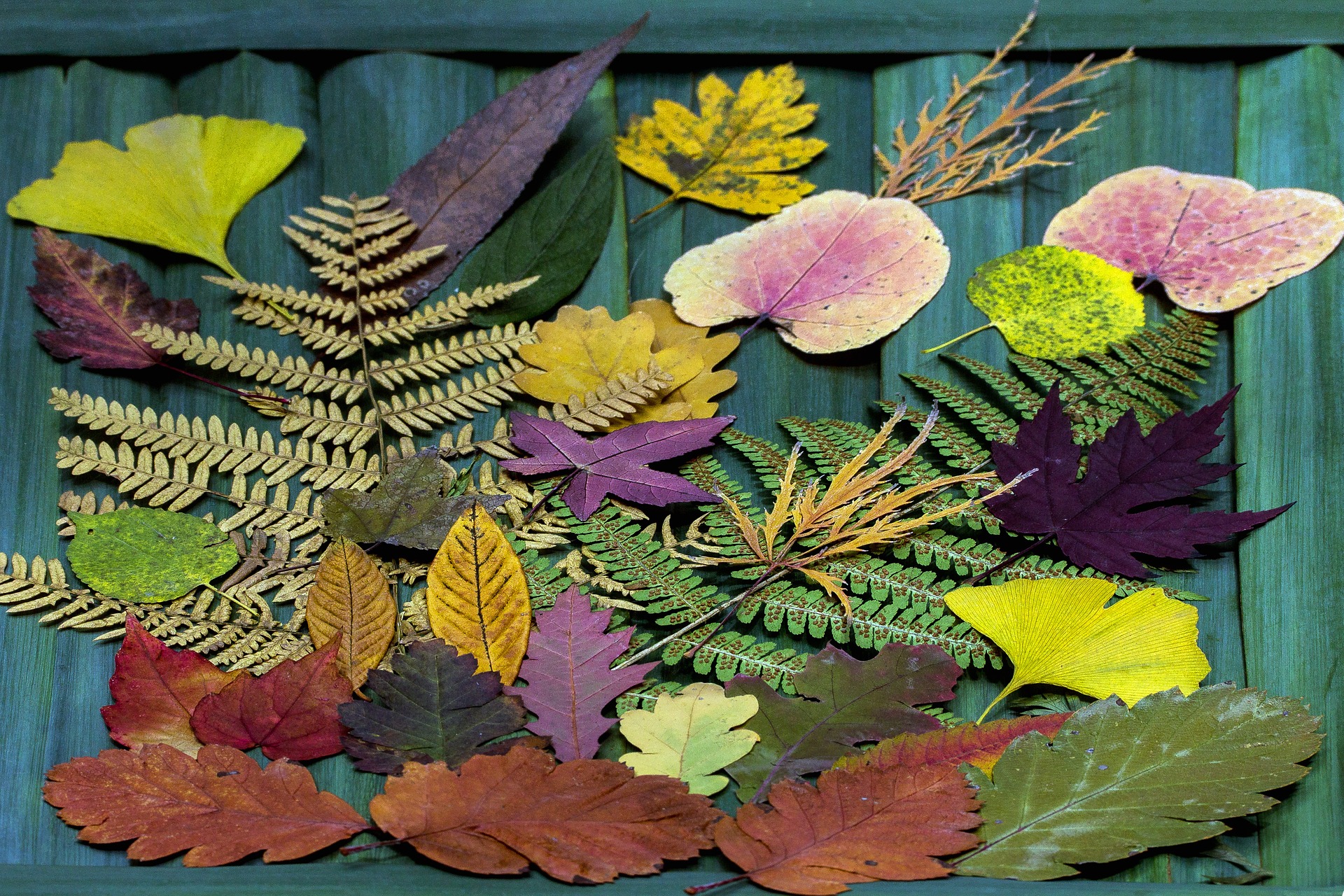 Still life leaves